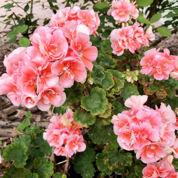 PELARGONIUM zonale Salmon Queen PP - Image 2