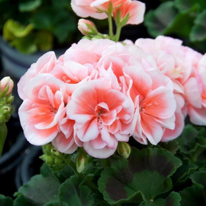 PELARGONIUM zonale Salmon Queen PP - Image 3