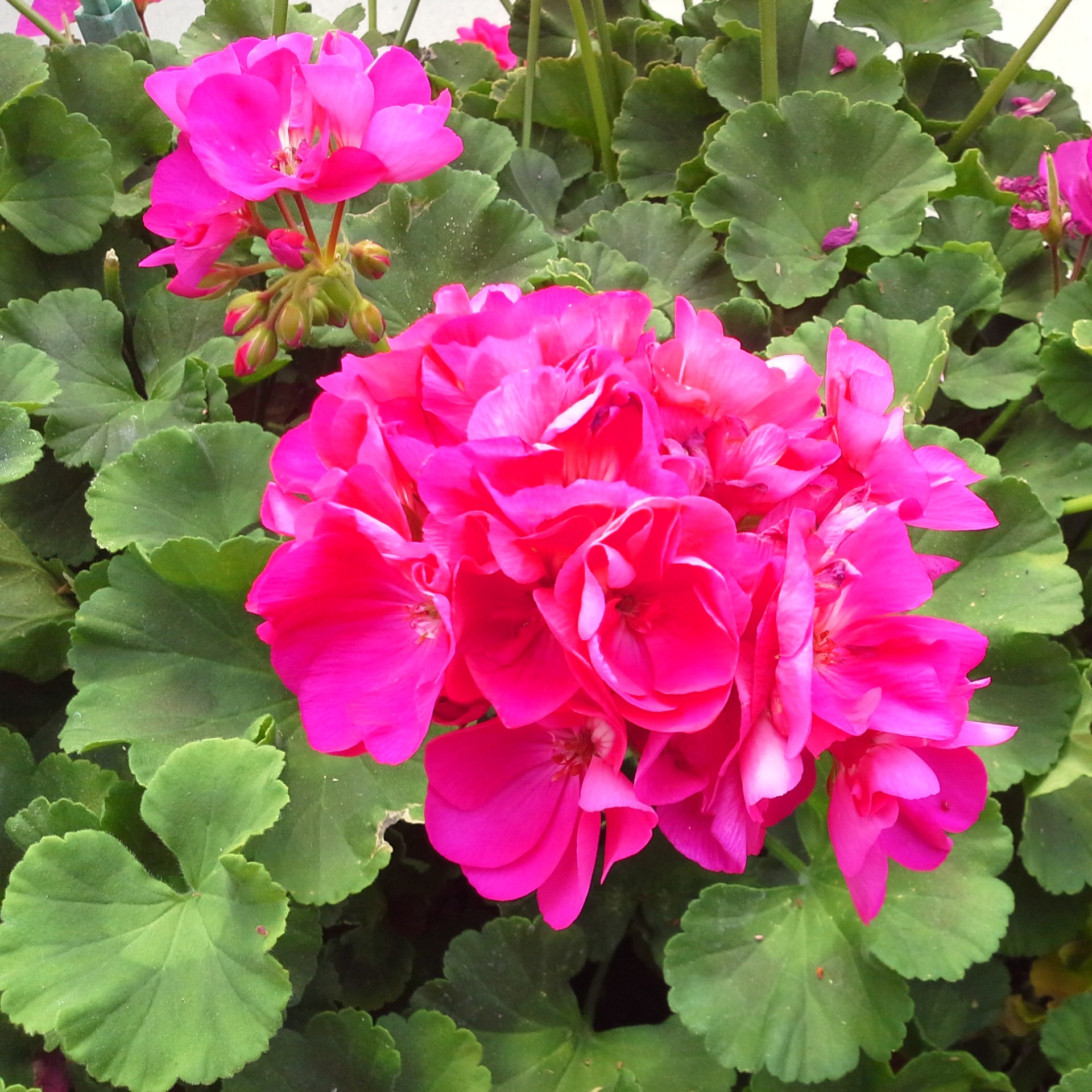 PELARGONIUMZONALESHOCKINGVIOLETPL.jpg