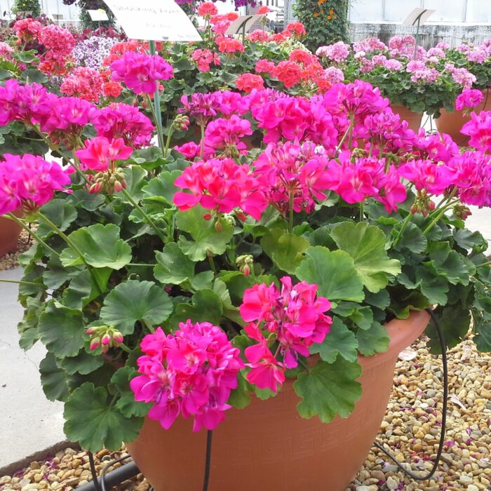 PELARGONIUM zonale Shocking Violet - Image 2