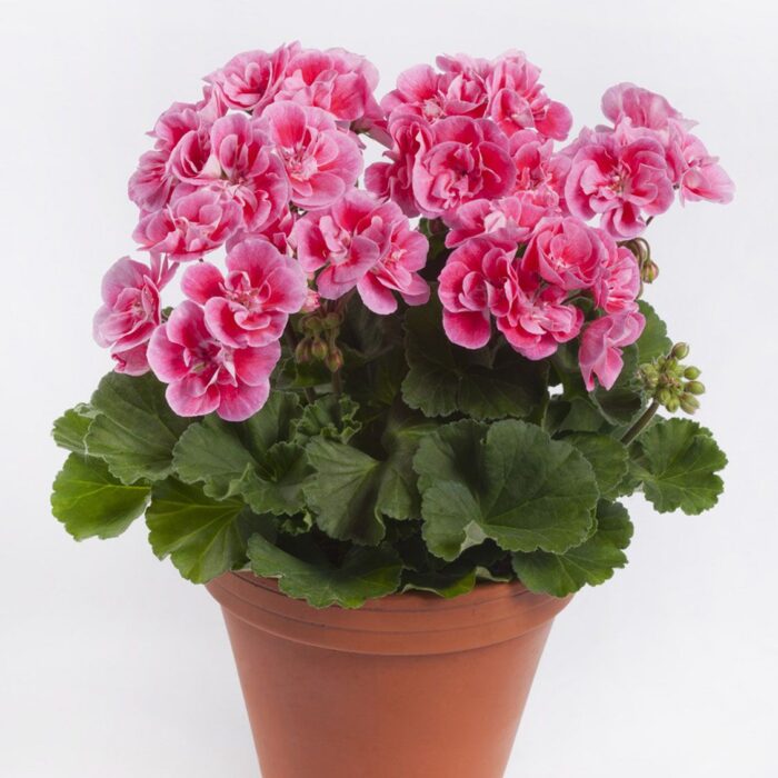 PELARGONIUM zonale Spanish Wine Rose PP - Image 2