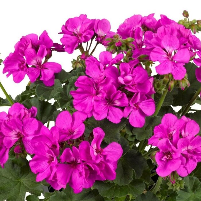 PELARGONIUM zonale TRENDIX Evi Blue PP - Image 2