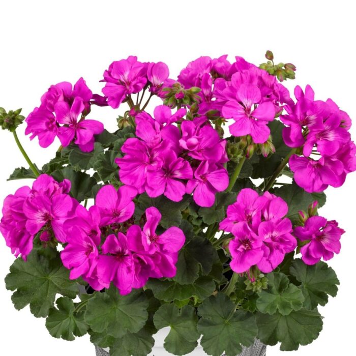 PELARGONIUM zonale TRENDIX Evi Blue PP - Image 3
