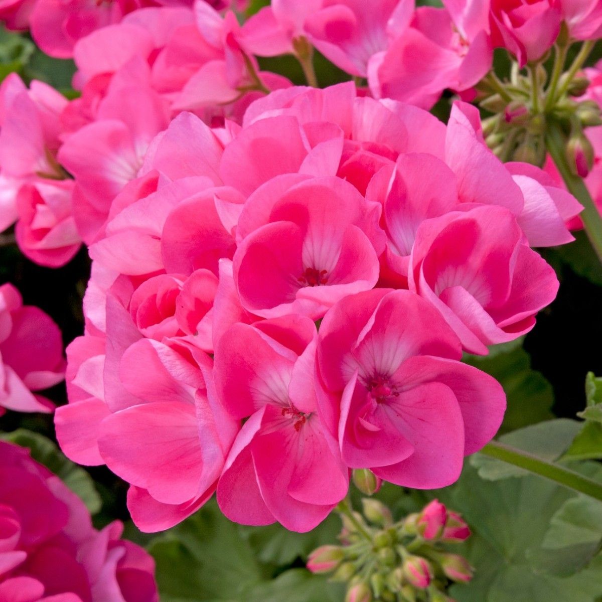 PELARGONIUMZONALETRENDIXHANNAHOTPINKPL.jpg