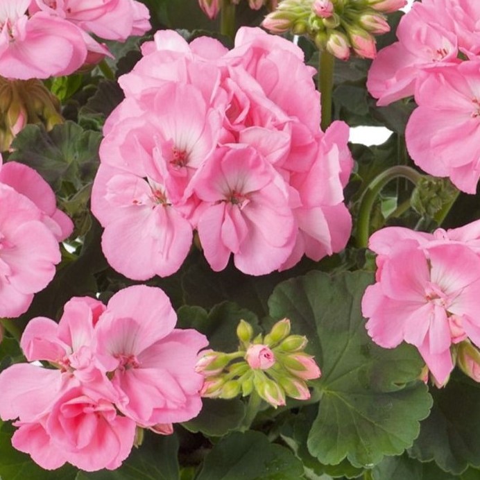 PELARGONIUMZONALETRENDIXLIGHTPINKPL.jpg