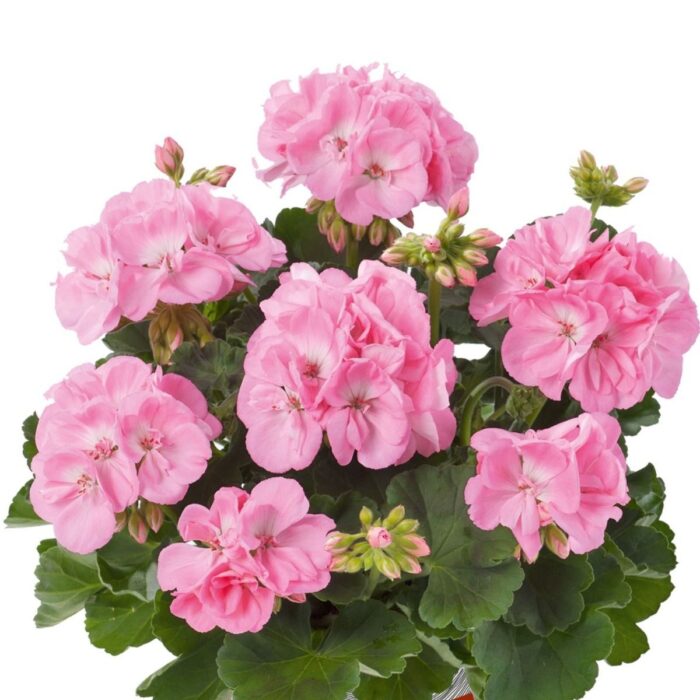 PELARGONIUM zonale TRENDIX Light Pink PP - Image 2