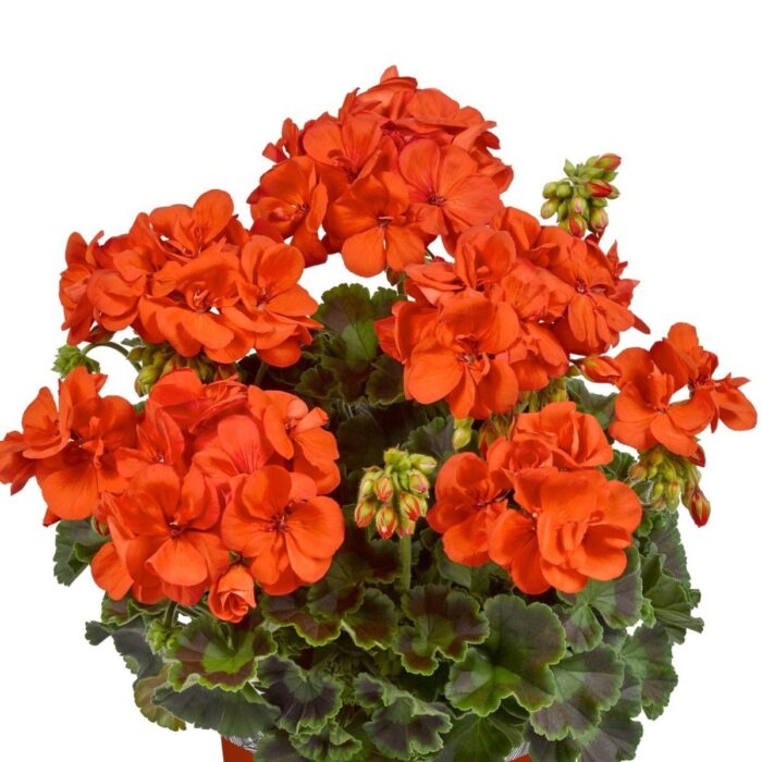 PELARGONIUM zonale TRENDIX Orange PP - Image 2