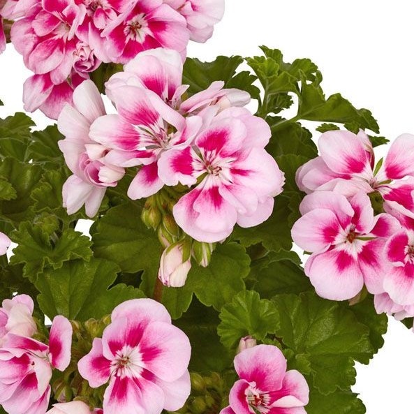 PELARGONIUMZONALETRENDIXPINKEYEPL.jpg
