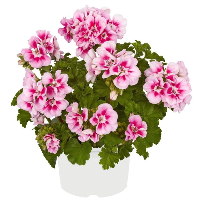 PELARGONIUM zonale TRENDIX Pink Eye - Image 2