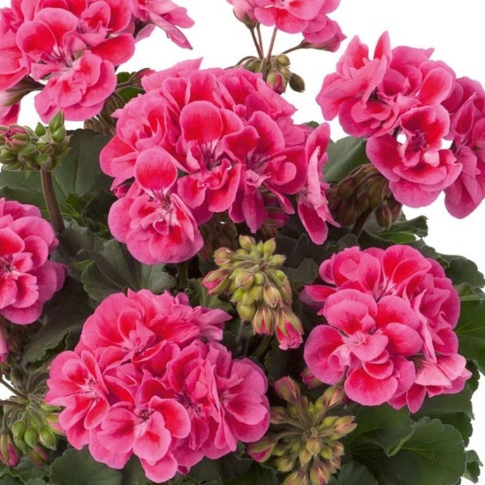 PELARGONIUMZONALETRENDIXROSEEYEPL.jpg