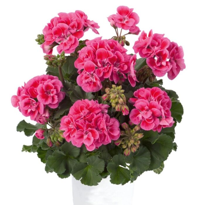 PELARGONIUM zonale TRENDIX Rose Eye - Image 2