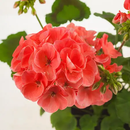 PELARGONIUMZONALETRENDIXSALMONPPPL.jpeg