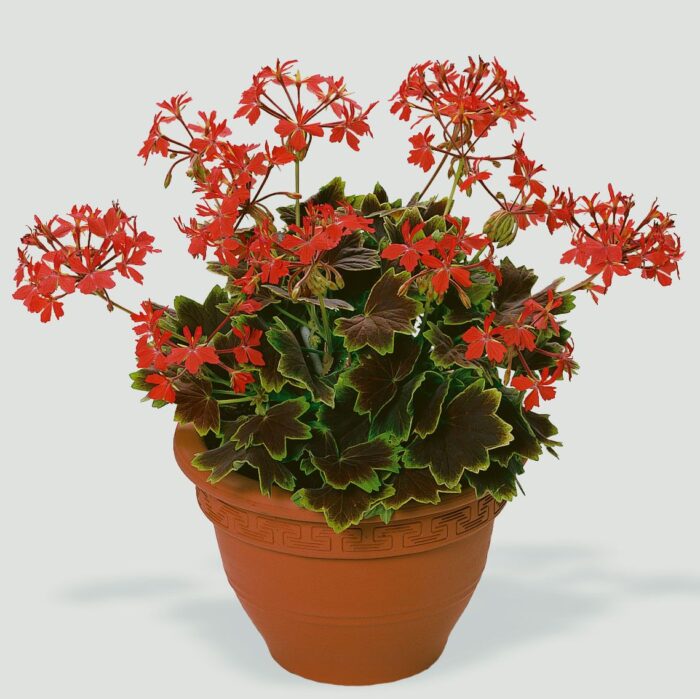 PELARGONIUM zonale Vancouver PP - Image 3