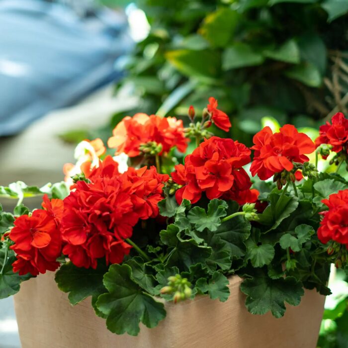 PELRGONIUM peltatum x zonale Champion Fire Red - Image 3