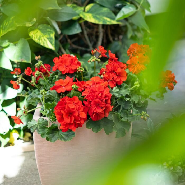 PELRGONIUM peltatum x zonale Champion Fire Red PP - Image 2