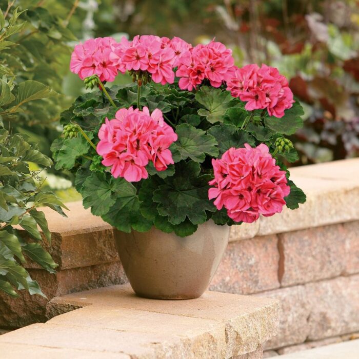 PELRGONIUM peltatum x zonale Champion Flamingo - Image 3