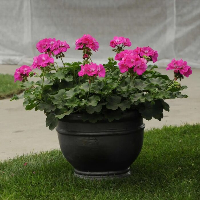 PELRGONIUM peltatum x zonale Champion Lila - Image 3