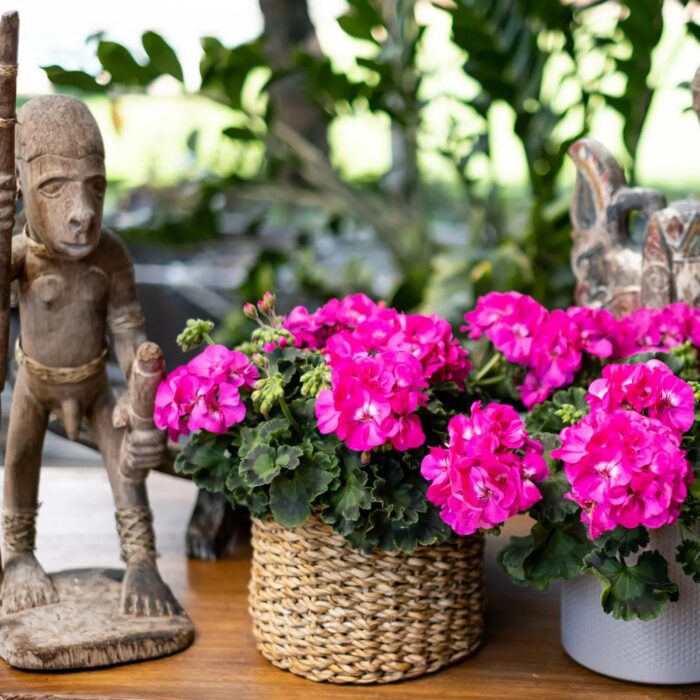 PELRGONIUM peltatum x zonale Champion Lila - Image 5