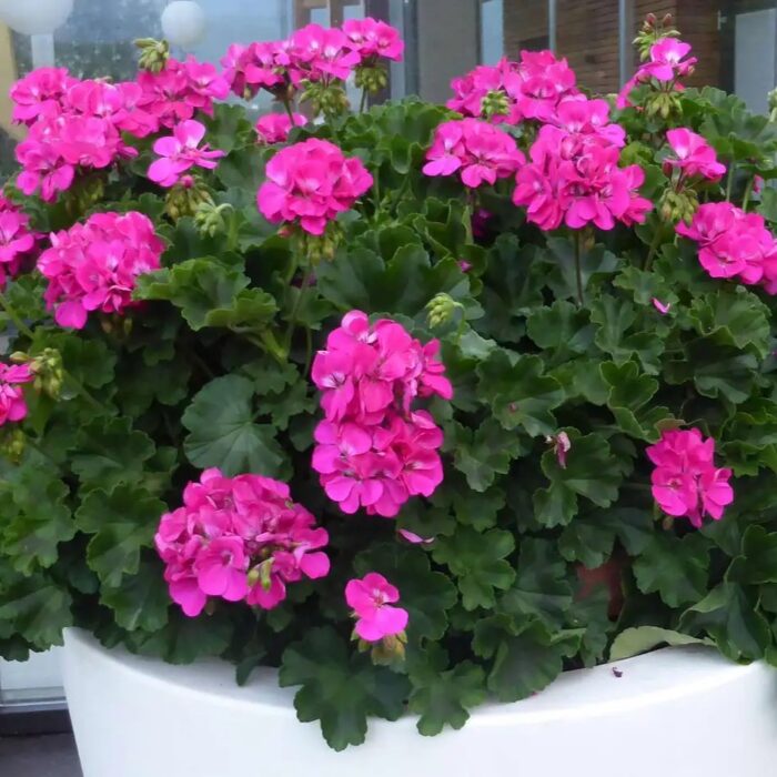 PELRGONIUM peltatum x zonale Champion Lila - Image 4