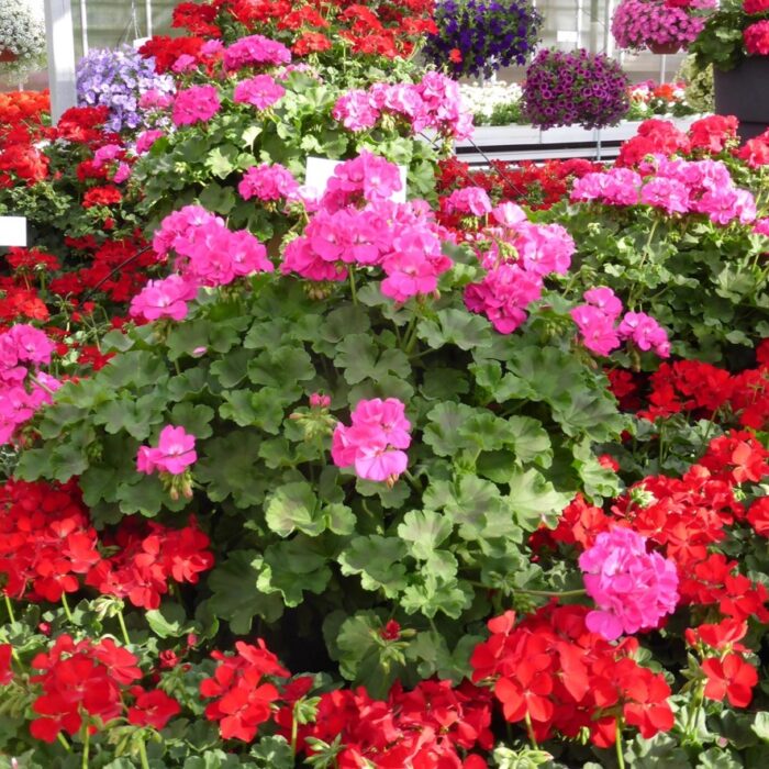 PELRGONIUM peltatum x zonale Champion Lila PP - Image 5