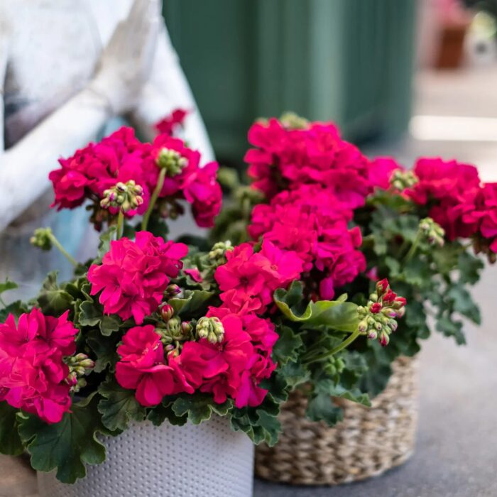 PELRGONIUM peltatum x zonale Champion Neon PP - Image 3