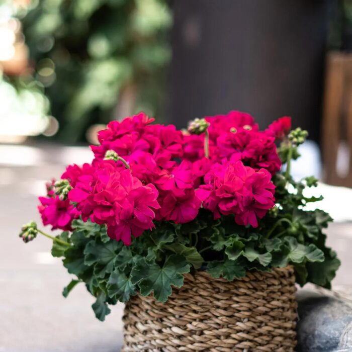 PELRGONIUM peltatum x zonale Champion Neon PP - Image 2