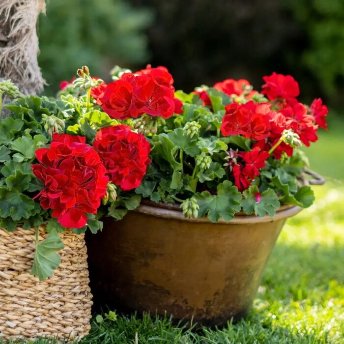 PELRGONIUM peltatum x zonale Champion  Red Improved - Image 2