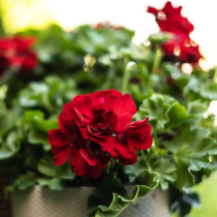 PELRGONIUM peltatum x zonale Champion  Red Improved PP - Image 5