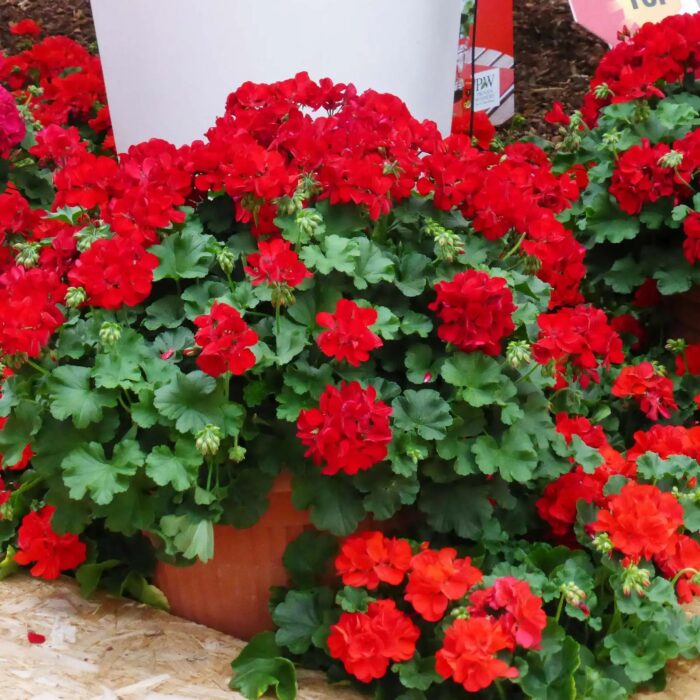 PELRGONIUM peltatum x zonale Champion  Red Improved PP - Image 2