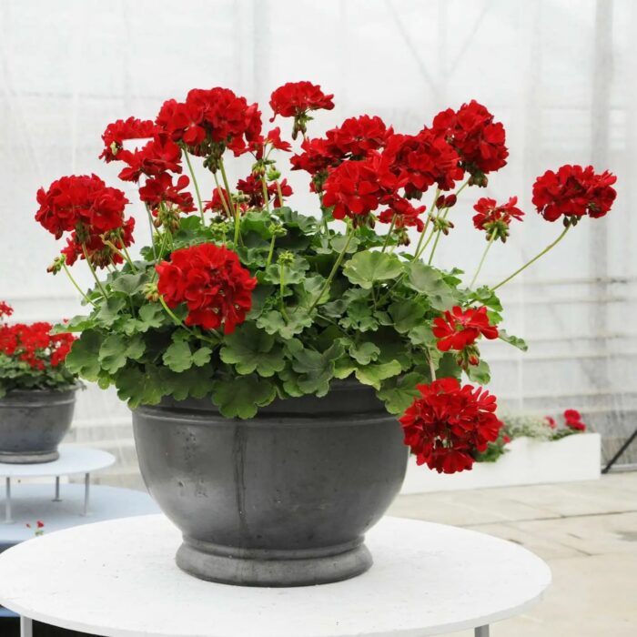 PELRGONIUM peltatum x zonale Champion  Red Improved PP - Image 3