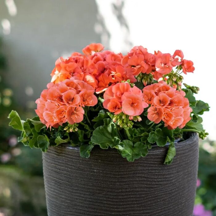 PELRGONIUM peltatum x zonale Champion Salmon PP - Image 2