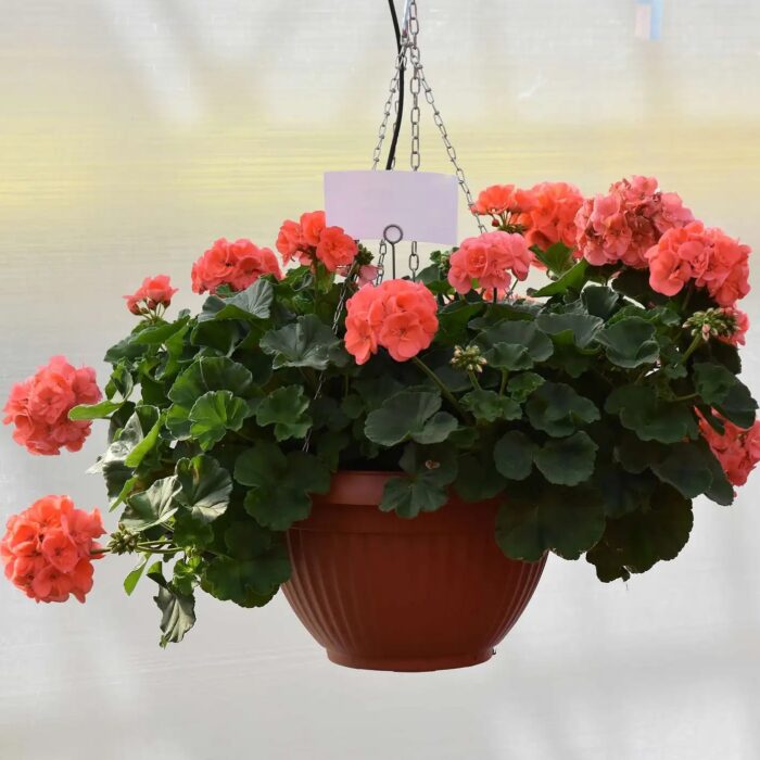 PELRGONIUM peltatum x zonale Champion Salmon PP - Image 3