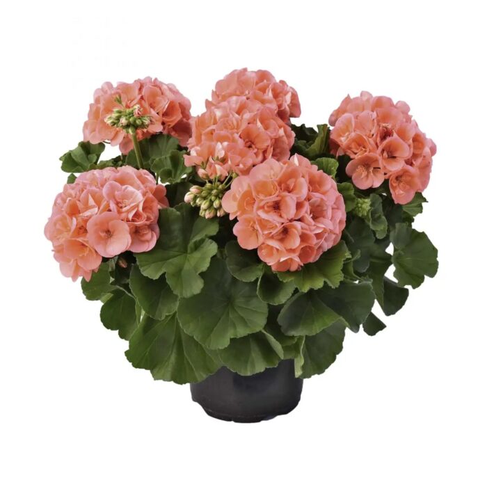 PELRGONIUM peltatum x zonale Champion Salmon PP - Image 4