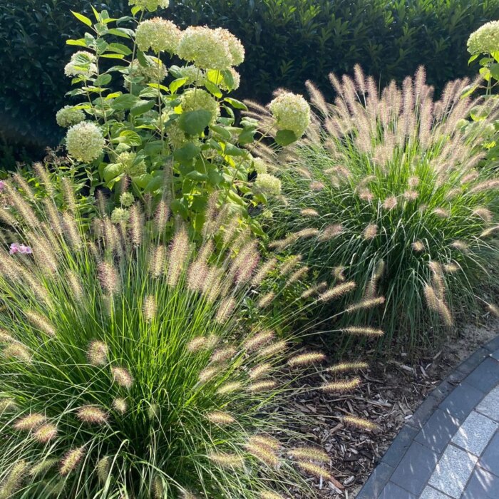 PENNISETUM Hameln - Image 2