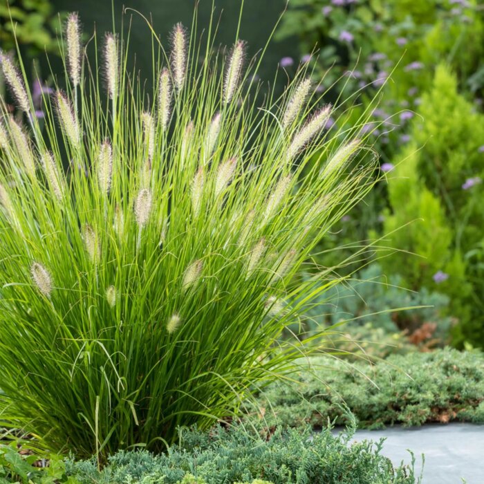 PENNISETUM Hameln - Image 3