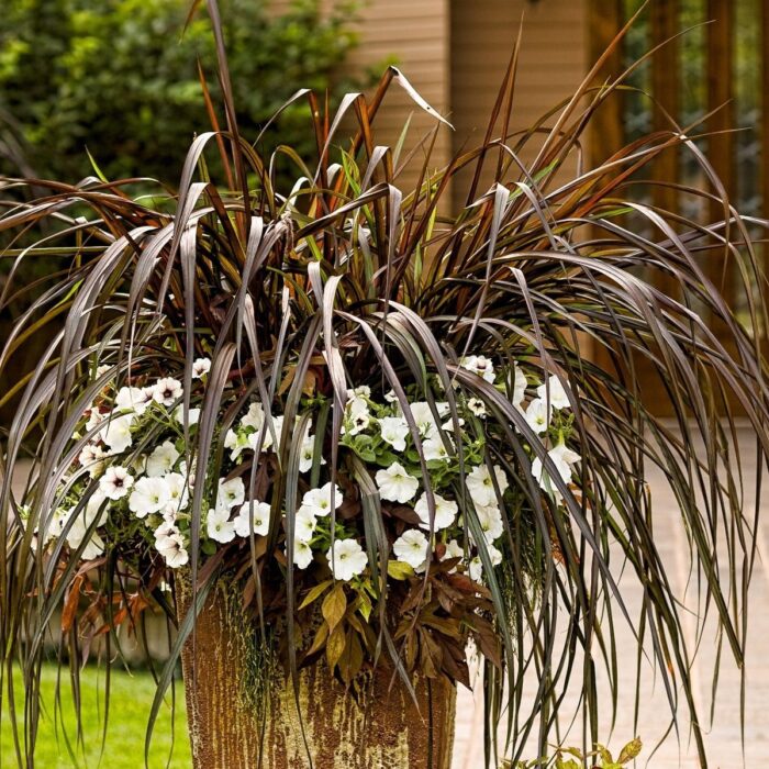 PENNISETUM Vertigo - Image 2