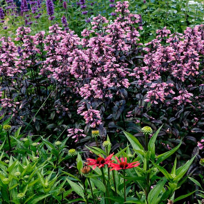 PENSTEMON Dakota Burgundy - Image 2