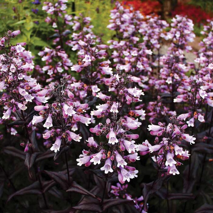 PENSTEMON Dakota Burgundy - Image 3