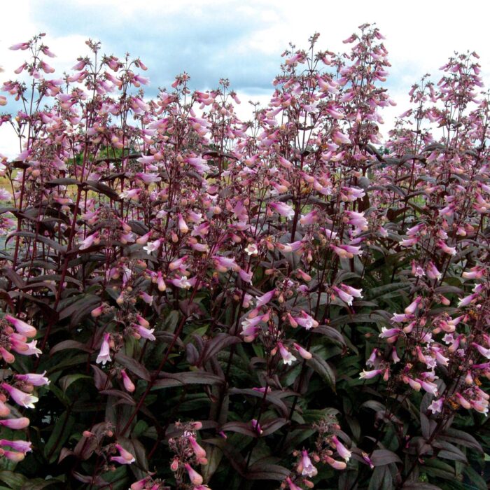 PENSTEMON Dark Tower - Image 3
