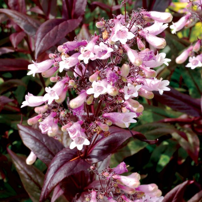 PENSTEMON Dark Tower - Image 2