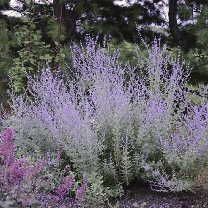 PEROVSKIA Little Spire - Image 2