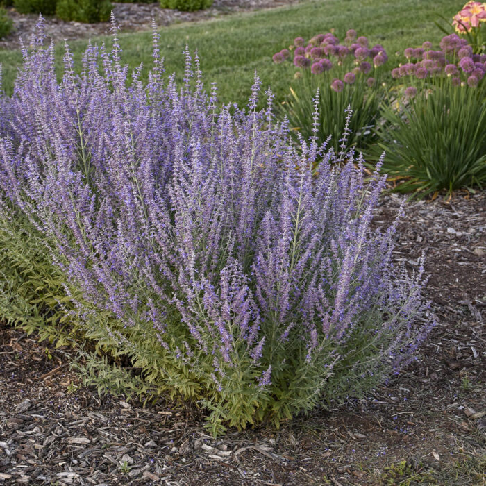 PEROVSKIA Russian Sage - Image 2