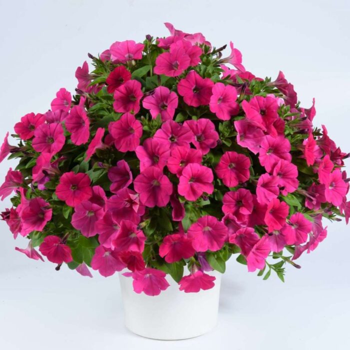 PETUNIA CAPELLA Neon Pink - Image 2