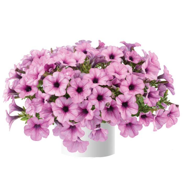 PETUNIA CAPELLA Pink Lace - Image 3