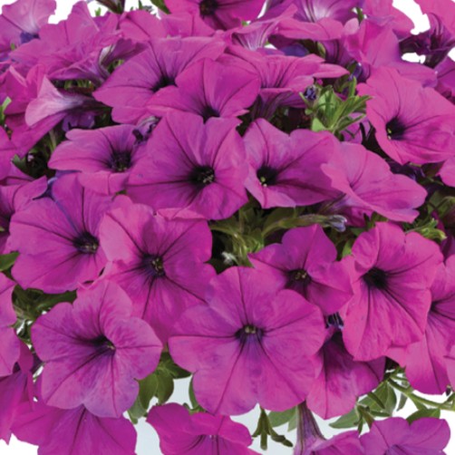 PETUNIACAPELLAPURPLEPL.jpg