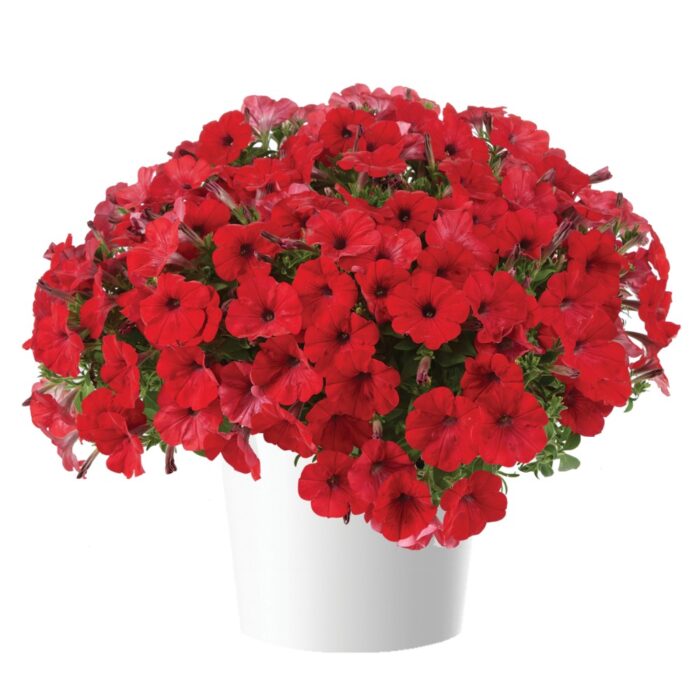 PETUNIA CAPELLA Ruby Red - Image 2
