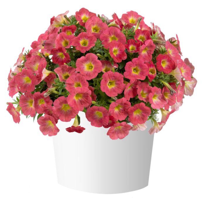 PETUNIA CAPELLA Salmon - Image 2