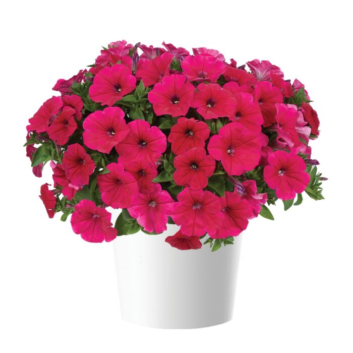 PETUNIA CASCADIAS Fuchsia - Image 2