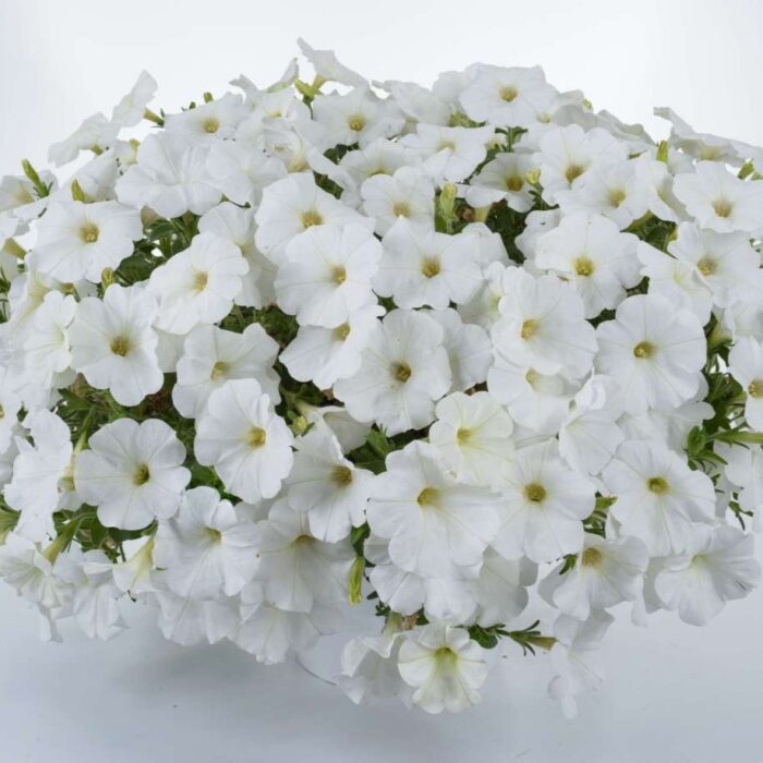 PETUNIA CASCADIAS Iceberg - Image 2