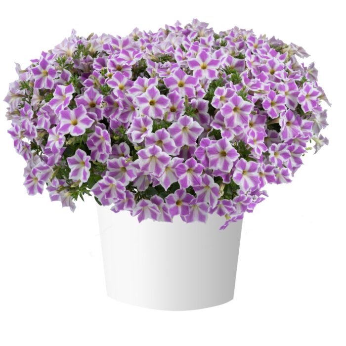 PETUNIA CASCADIAS Lilac Frost - Image 2